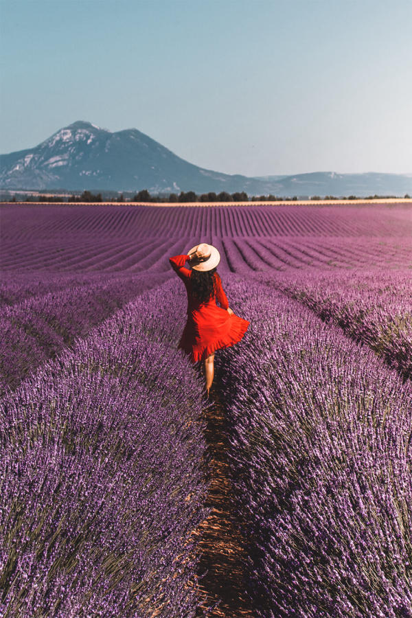 Cánh đồng hoa oải hương ở Pháp Cánh đồng hoa oải hương ở Pháp