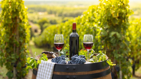 Thánh địa nho Bordeaux - Địa điểm du lịch Pháp nổi tiếng 03 Thánh địa nho Bordeaux - Địa điểm du lịch Pháp nổi tiếng 03