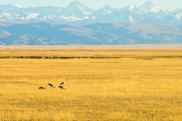 Đồng cỏ Bayanbulak, Tân Cương, Trung Quốc 02