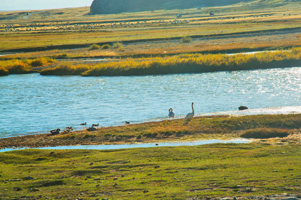 Đồng cỏ Bayanbulak, Tân Cương, Trung Quốc Đồng cỏ Bayanbulak, Tân Cương, Trung Quốc