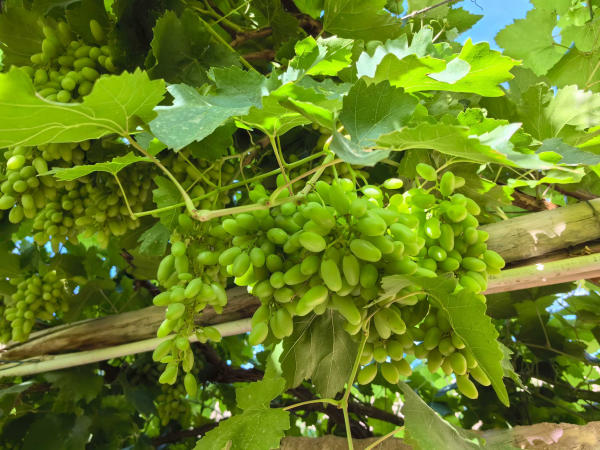 Thung lũng nho Tân Cương, Trung Quốc 01 Thung lũng nho Tân Cương, Trung Quốc 01