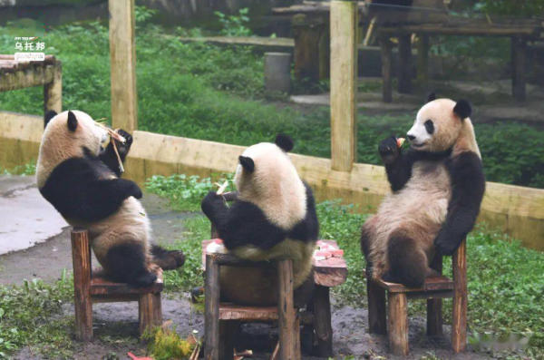 Cơ sở nghiên cứu gấu trúc khổng lồ Thành Đô, Tứ Xuyên 01 Cơ sở nghiên cứu gấu trúc khổng lồ Thành Đô, Tứ Xuyên 01