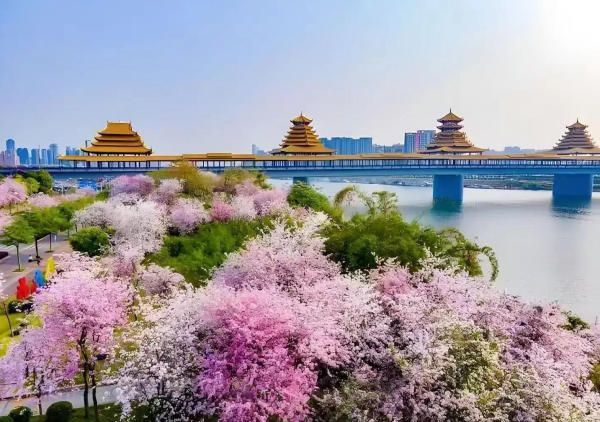Liễu Châu mùa xuân