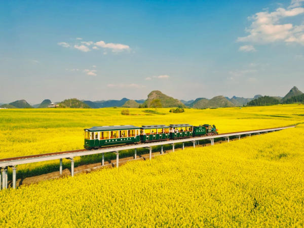 Hoa cải đầu La Bình, Côn Minh