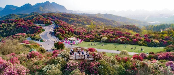 hoa đỗ quyên Quý Châu