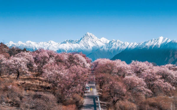Hoa anh đào Lâm Chi, Tây Tạng
