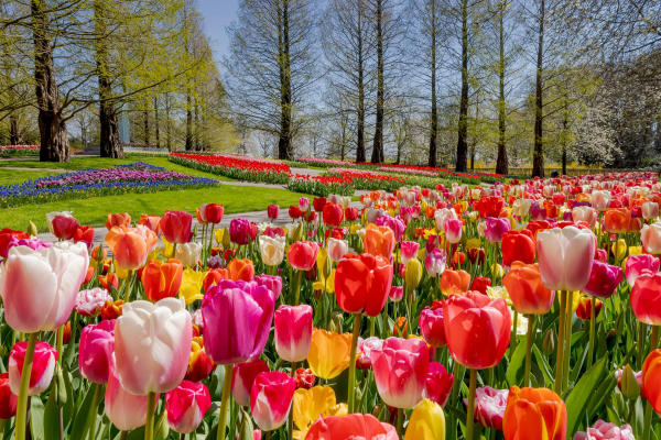 Hoa Tulip Hà Lan nở tháng mấy Hoa Tulip Hà Lan nở tháng mấy