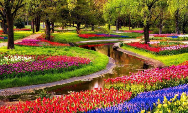 Du lịch Hà Lan mùa hoa Tulip 01 Du lịch Hà Lan mùa hoa Tulip 01