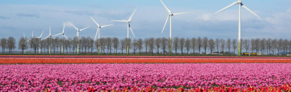 Cánh đồng hoa Tulip Hà Lan tuyệt đẹp 01 Cánh đồng hoa Tulip Hà Lan tuyệt đẹp 01
