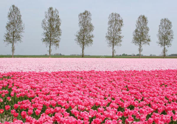 Địa điểm ngắm hoa Tulip đẹp nhất ở Hà Lan Địa điểm ngắm hoa Tulip đẹp nhất ở Hà Lan