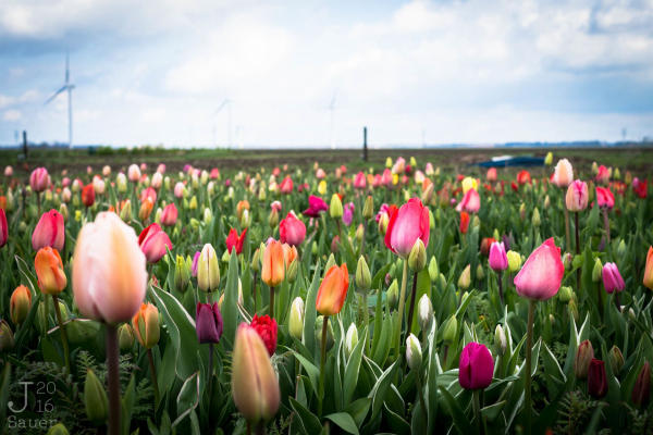 Địa điểm ngắm hoa Tulip đẹp nhất ở Hà Lan 01 Địa điểm ngắm hoa Tulip đẹp nhất ở Hà Lan 01