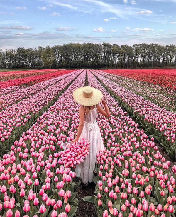 Hoa Tulip Hà Lan nở tháng mấy 01 Hoa Tulip Hà Lan nở tháng mấy 01