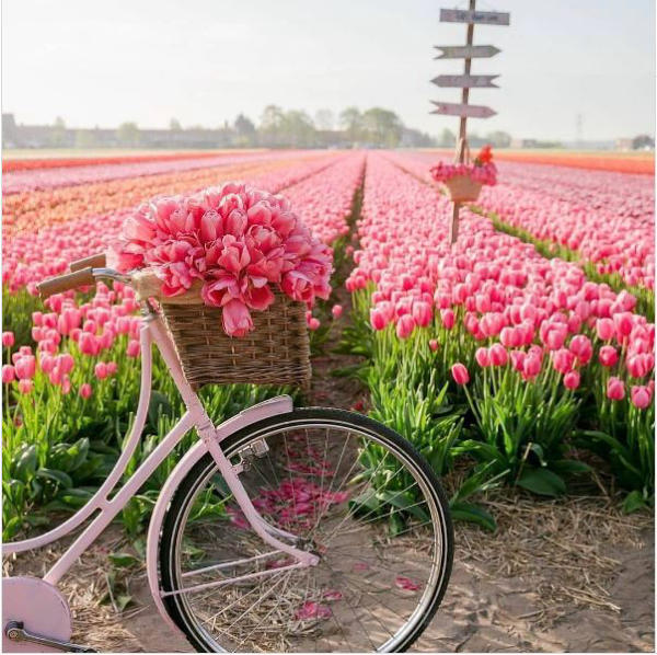 Hoa Tulip Hà Lan Hoa Tulip Hà Lan