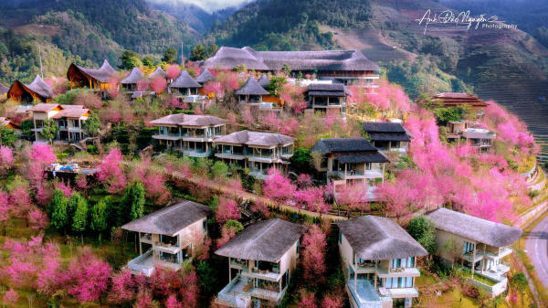 Hình ảnh Garrya Mù Cang Chải Hình ảnh Garrya Mù Cang Chải