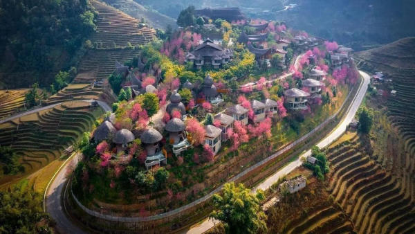 Garrya Mù Cang Chải Garrya Mù Cang Chải