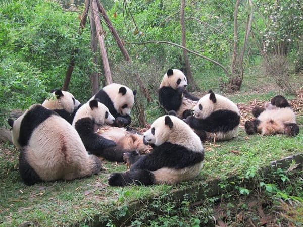 câu hỏi thường gặp khi ngắm gấu trúc ở Thành Đô