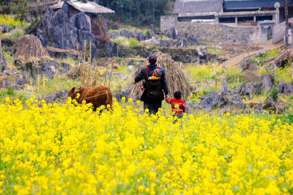 Đi Hà Giang tháng 1 có gì? Đi Hà Giang tháng 1 có gì?