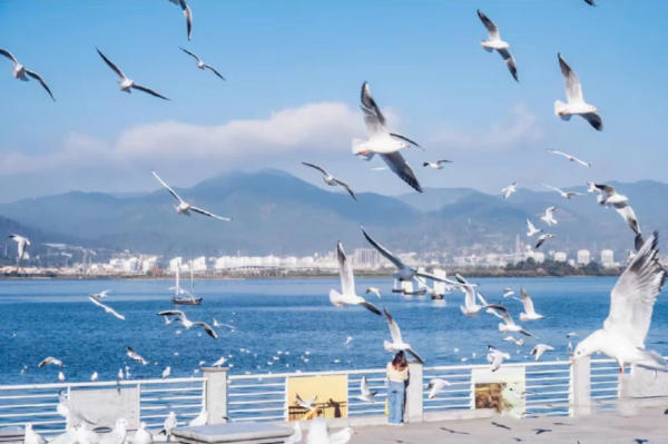 Chim hải âu hồ Điền Trì, Côn Minh, Trung Quốc Chim hải âu hồ Điền Trì, Côn Minh, Trung Quốc