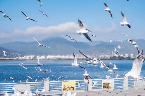 Tham quan hải âu hồ Điền Trì