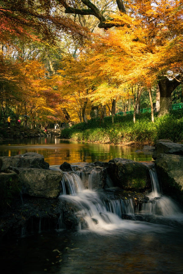 Cửu Tây Yên Thụ - Hàng Châu 01 Cửu Tây Yên Thụ - Hàng Châu 01