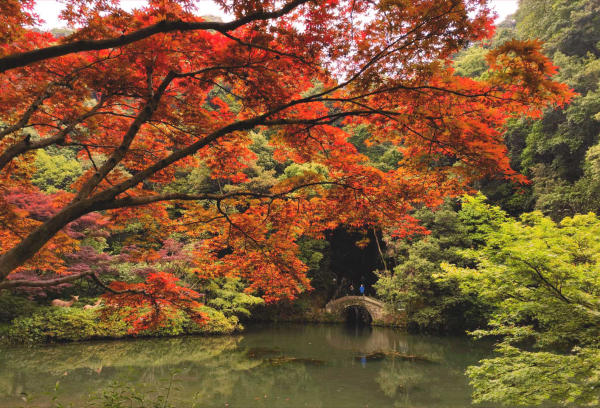 Cửu Tây Yên Thụ - Hàng Châu Cửu Tây Yên Thụ - Hàng Châu