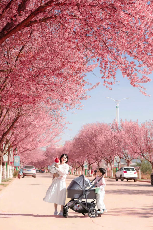 Địa điểm chụp hình đẹp với hoa anh đào ở Côn Minh