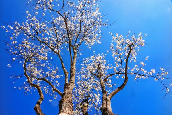 Đà Lạt đẹp bốn mùa hoa 3