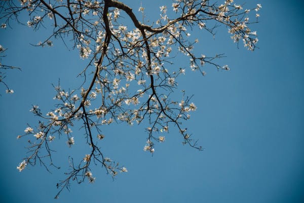 Đà Lạt đẹp bốn mùa hoa 2