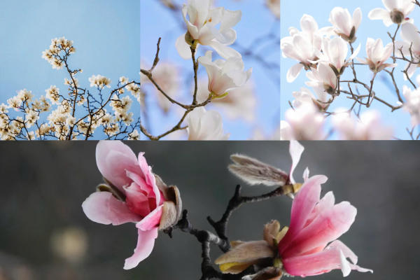 Cảnh đẹp Thượng Hải mùa xuân Cảnh đẹp Thượng Hải mùa xuân