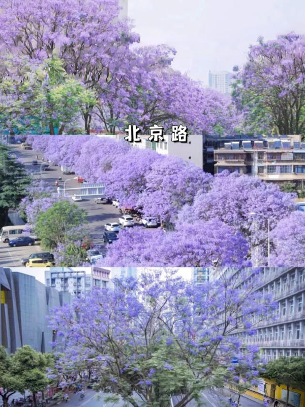 Du lịch Côn Minh, Trung Quốc mùa hoa phượng tím