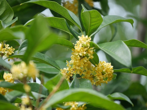 Vườn hoa mộc hương Hồng Ân Tự Trùng Khánh