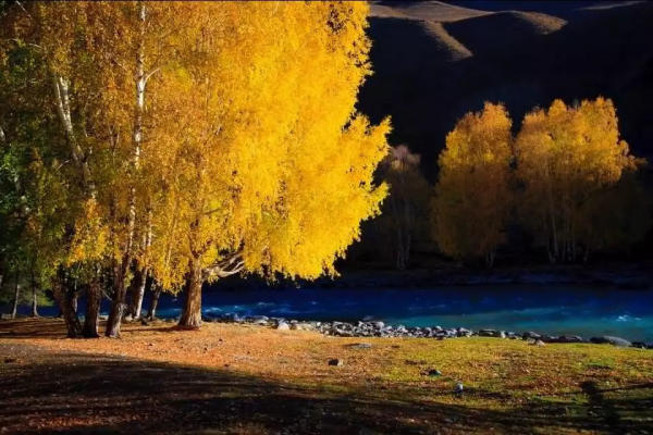 Công viên rừng quốc gia Jinhuyang Tân Cương, Trung Quốc Công viên rừng quốc gia Jinhuyang Tân Cương, Trung Quốc