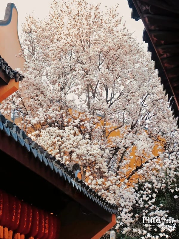 lịch trình 1 ngày khám phá cổ trấn Thượng Hải