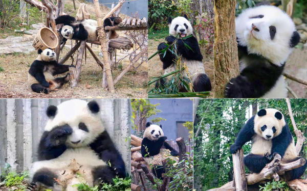 Cơ sở nghiên cứu nhân giống gấu trúc Thành Đô, Tứ Xuyên Cơ sở nghiên cứu nhân giống gấu trúc Thành Đô, Tứ Xuyên