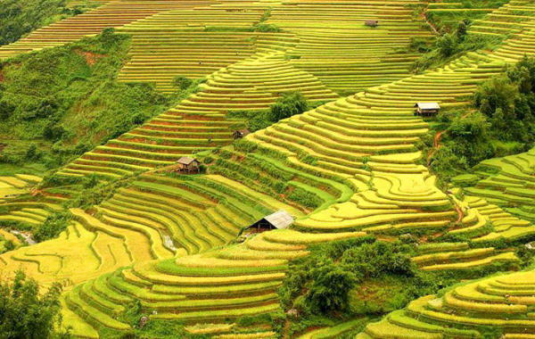 Du lịch Mù Cang Chải mùa lúa chín 01 Du lịch Mù Cang Chải mùa lúa chín 01