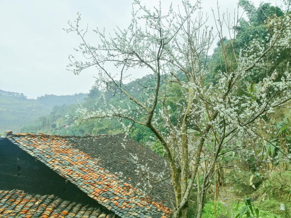 Làng cổ Thiên Hương - Hà Giang 01 Làng cổ Thiên Hương - Hà Giang 01