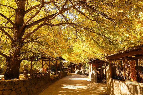 Làng ngân hạnh Đằng Xung Vân Nam