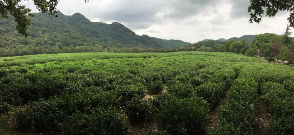 Làng trà Long Tỉnh – Hàng Châu