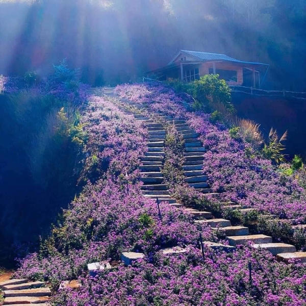 Lavender Túi Thương Nhớ Lavender Túi Thương Nhớ