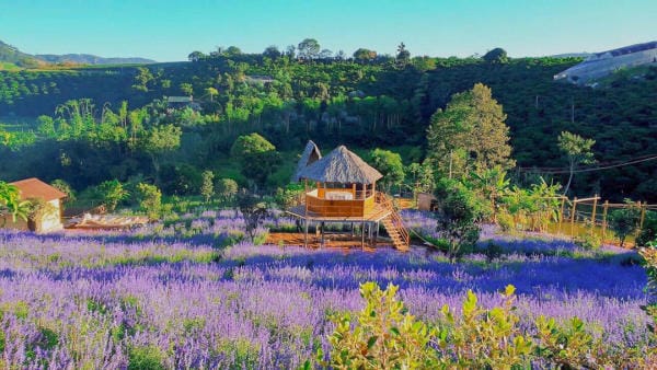 Đà Lạt đẹp bốn mùa hoa 16