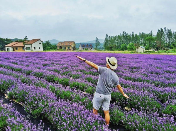 Lavender Túi Thương Nhớ 02 Lavender Túi Thương Nhớ 02