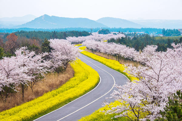 Du lịch Jeju Hàn Quốc mùa hoa anh đào