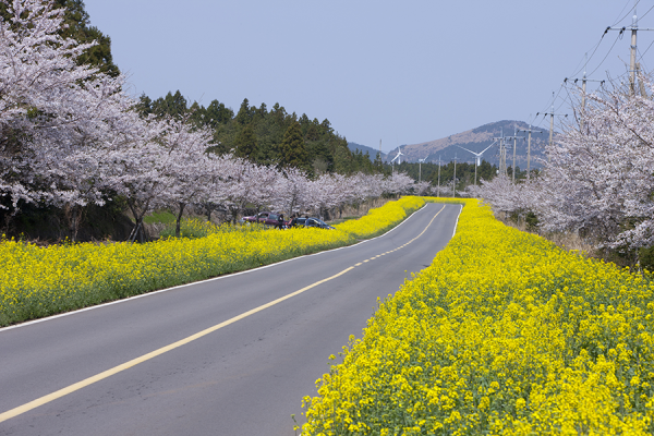 Đảo Jeju Đảo Jeju