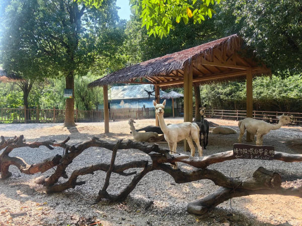 Long Chi Mộng Thái Hồ có gì vui