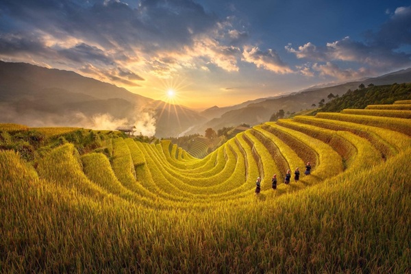 Mù Cang Chải mùa lúa chín Mù Cang Chải mùa lúa chín