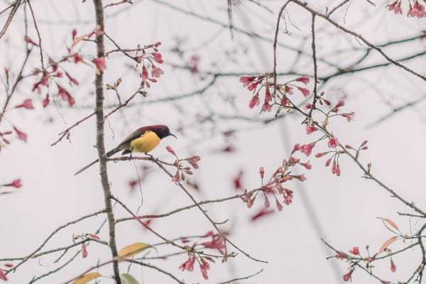 Đà Lạt đẹp bốn mùa hoa 5