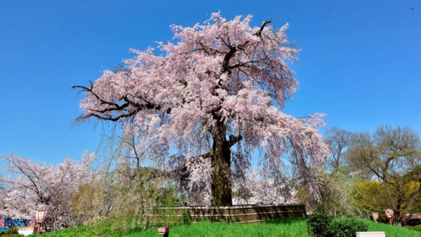 Địa điểm du lịch đẹp ở Kyoto 08 Địa điểm du lịch đẹp ở Kyoto 08