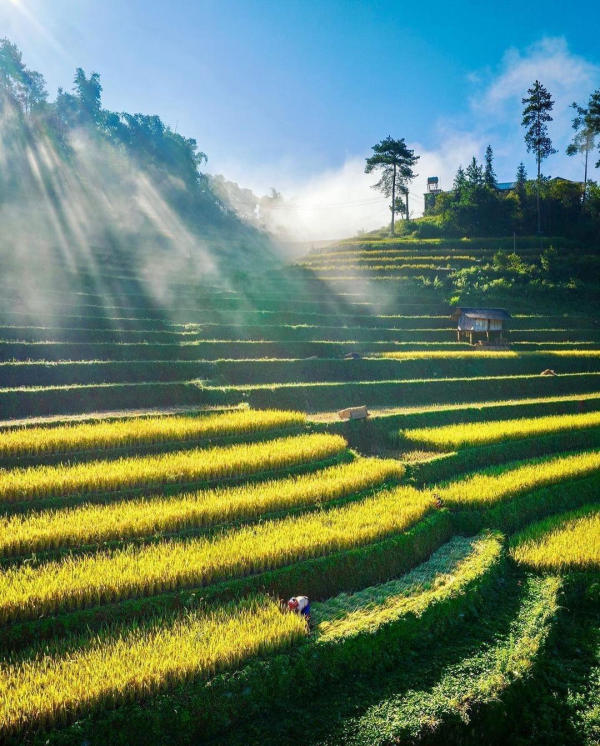 Mù Cang Chải mùa lúa chín 01 Mù Cang Chải mùa lúa chín 01