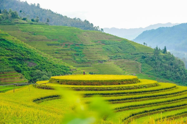 Du lịch Mù Cang Chải mùa lúa chín 02 Du lịch Mù Cang Chải mùa lúa chín 02