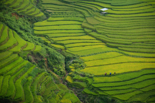 tour mù cang chải trạm tấu